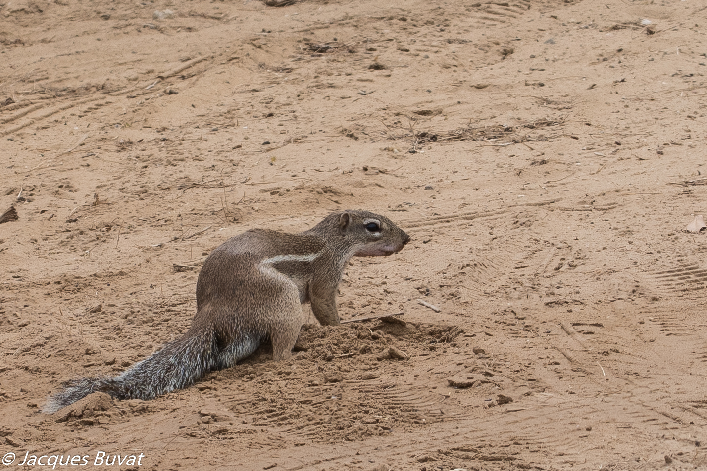 Ecureuil de terre, ou fouisseur, ou Rat palmiste (Ground squirrel, Xerus erythropus), mâle adulte, Somone, Région de Thiès, Sénégal